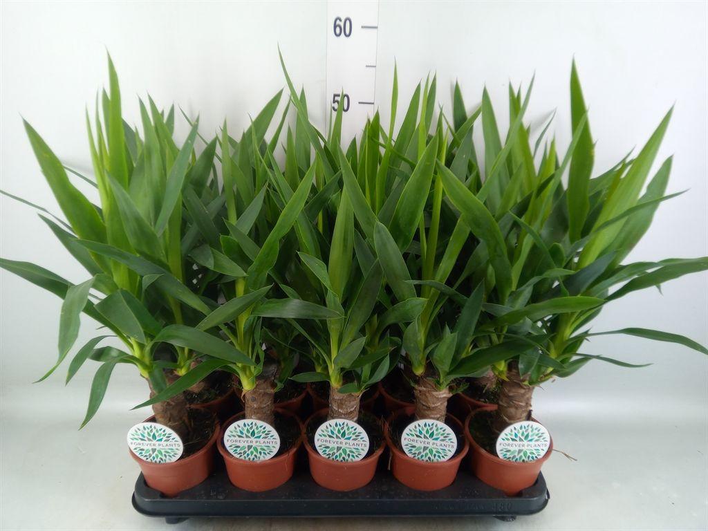 Горшечные цветы и растения оптом Yucca   ... от 10шт из Голландии с доставкой по России