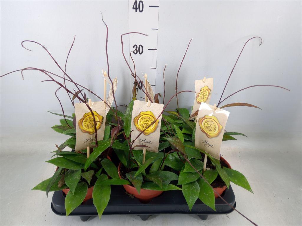 Горшечные цветы и растения оптом Hoya Carnosa от 6шт из Голландии с доставкой по России