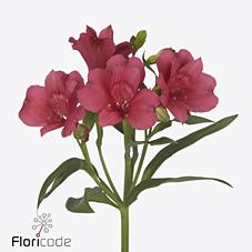Срезанные цветы оптом Alstroemeria heartbreaker от 50шт из Голландии с доставкой по России
