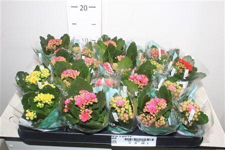 Горшечные цветы и растения оптом Kal Ge Ro Gem 4 Kl от 20шт (для телеги) из Голландии с доставкой по России