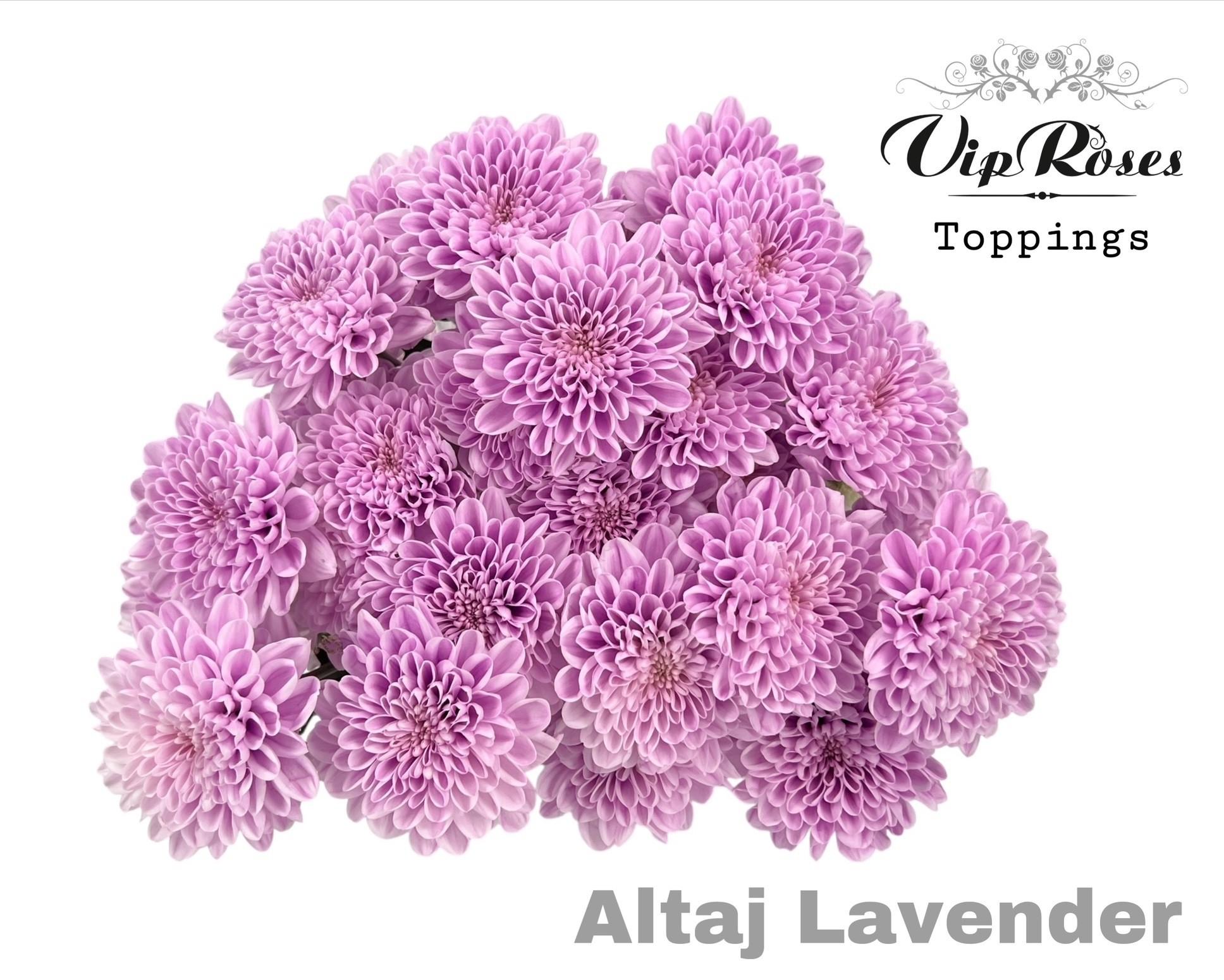 Срезанные цветы оптом Chrys sp paint altaj lavender от 20шт из Голландии с доставкой по России