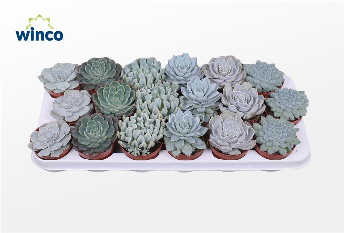 Горшечные цветы и растения оптом Echeveria Ice Mix (6 Spc.) от 18шт (для телеги) из Голландии с доставкой по России