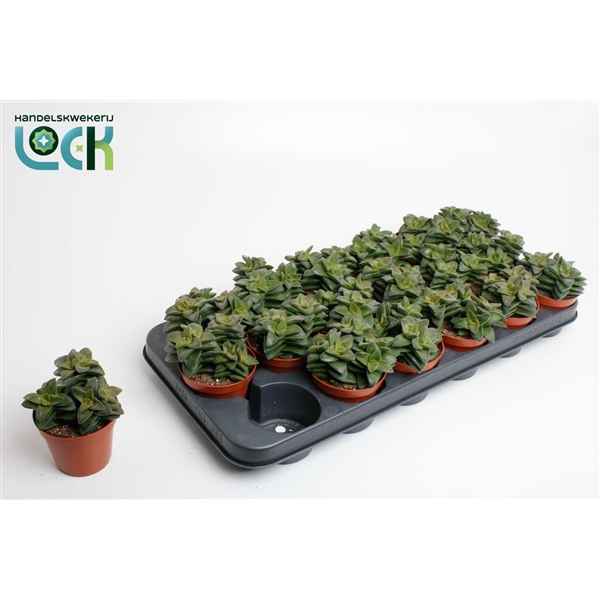 Горшечные цветы и растения оптом Crassula Spring Time от 12шт из Голландии с доставкой по России