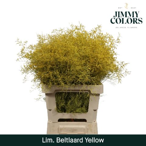 Срезанные цветы оптом Limonium beltlaard paint yellow от 25шт из Голландии с доставкой по России