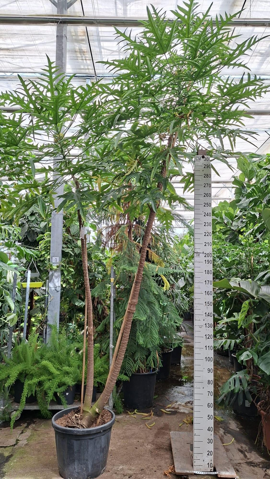 Горшечные цветы и растения оптом Papaya Xxl 380 от 1шт из Голландии с доставкой по России