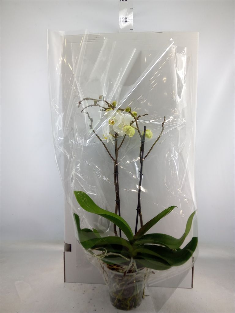 Горшечные цветы и растения оптом Phalaenopsis   ...white от 3шт из Голландии с доставкой по России