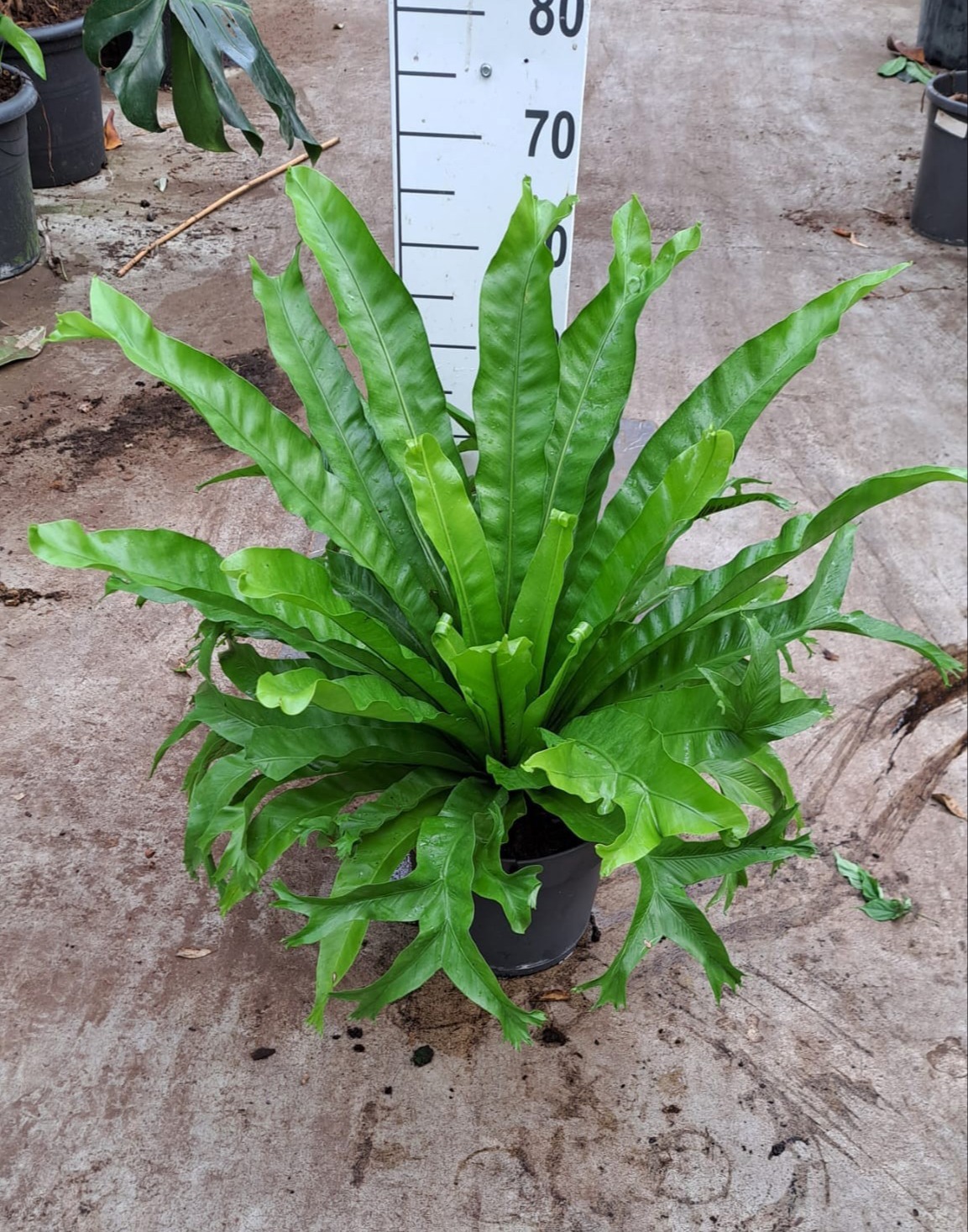 Горшечные цветы и растения оптом Asplenium Antiquum Leslie от 1шт из Голландии с доставкой по России