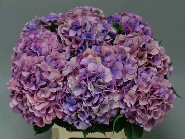 Срезанные цветы оптом Hydrangea royal venice (classic) от 10шт из Голландии с доставкой по России