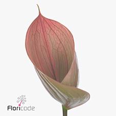 Срезанные цветы оптом Anthurium scoop от 20шт из Голландии с доставкой по России