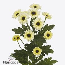 Срезанные цветы оптом Chrys sa yin yang cream от 75шт из Голландии с доставкой по России