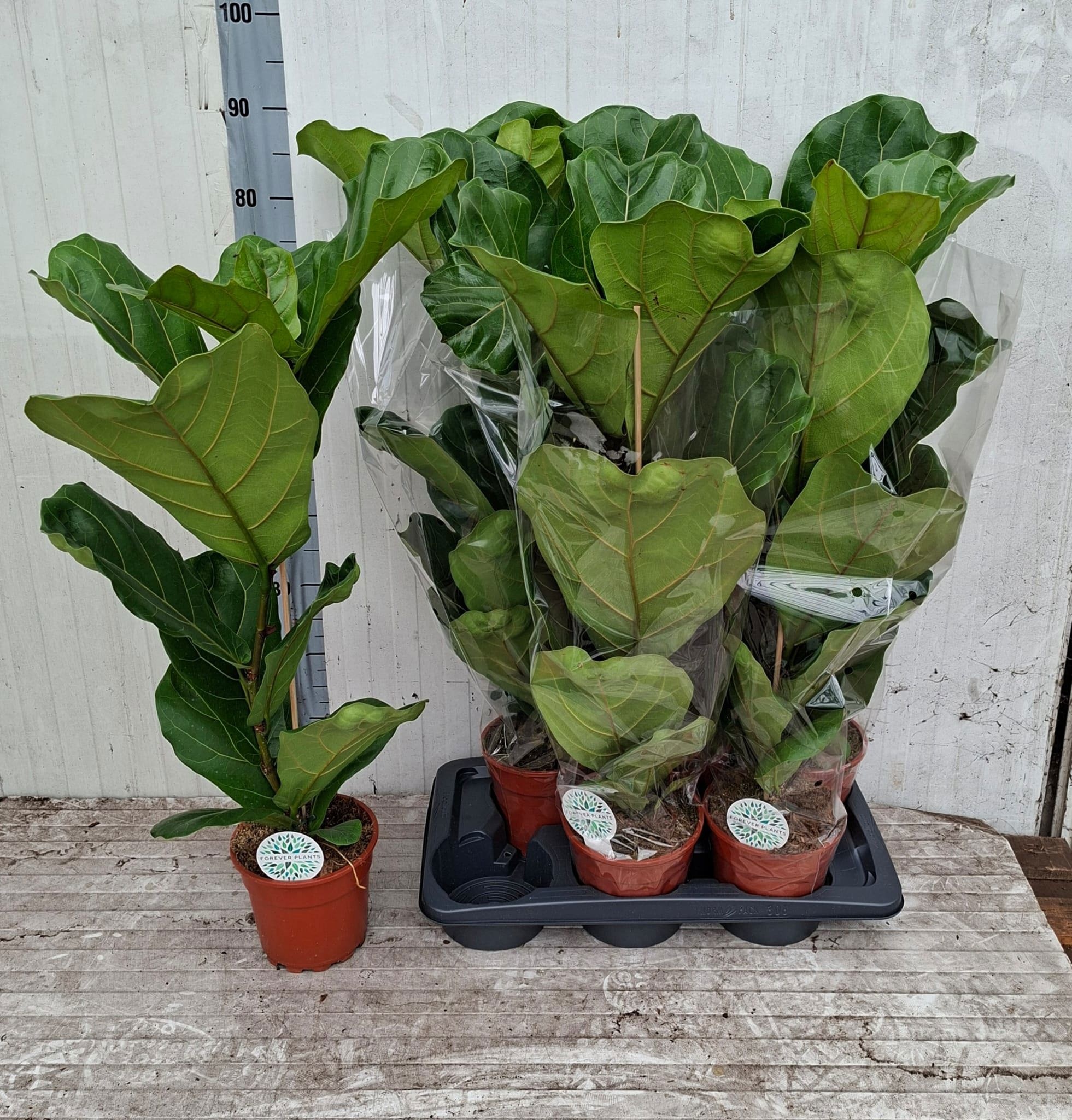 Горшечные цветы и растения оптом Ficus Lyrata от 6шт из Голландии с доставкой по России