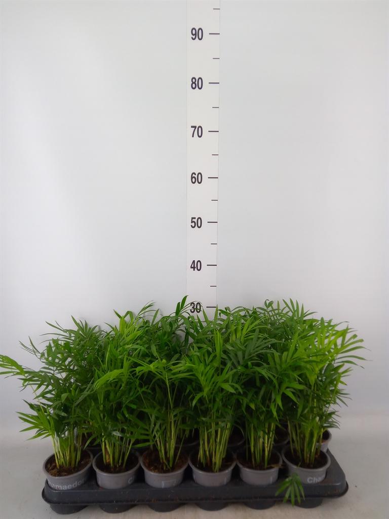 Горшечные цветы и растения оптом Chamaedorea Elegans от 18шт (для телеги) из Голландии с доставкой по России