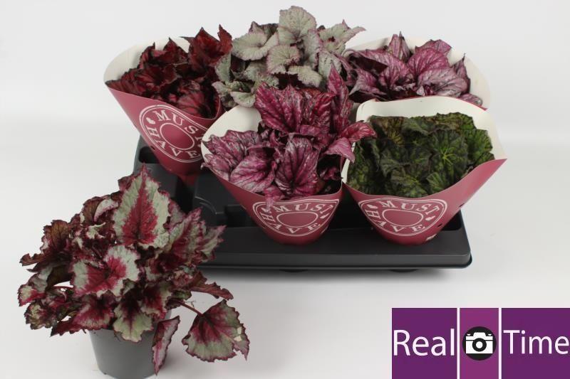 Горшечные цветы и растения оптом Beg Bel Gem от 6шт (для телеги) из Голландии с доставкой по России