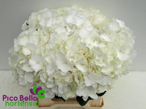 Срезанные цветы оптом Hydrangea white verena от 10шт. из Голландии с доставкой по России