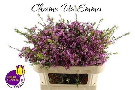 Срезанные цветы оптом Chamelaucium emma от 50шт из Голландии с доставкой по России