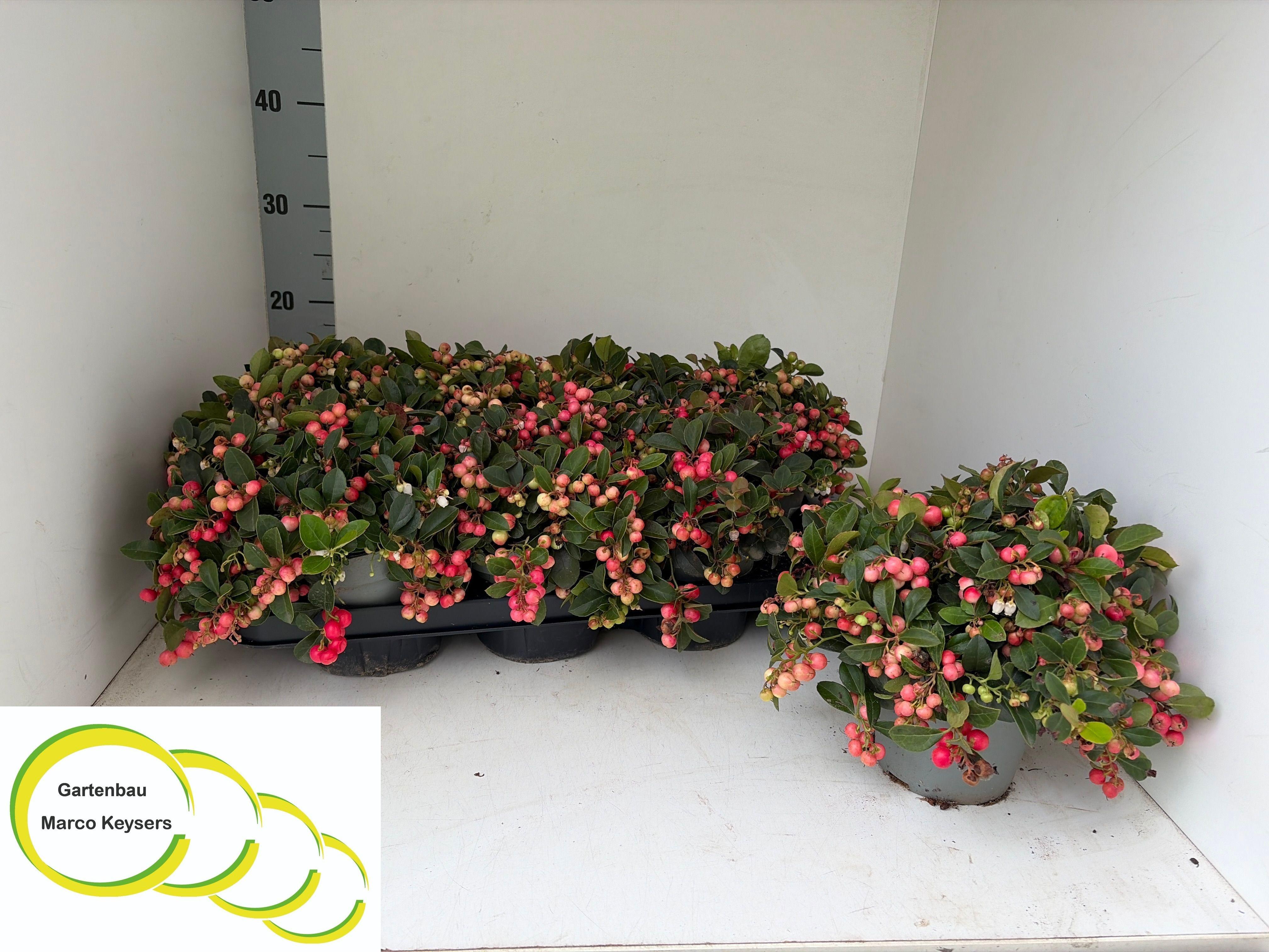 Горшечные цветы и растения оптом Gaulth Procumbens от 8шт из Голландии с доставкой по России