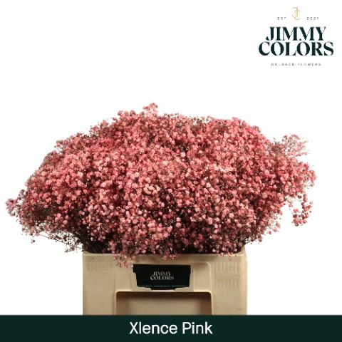 Срезанные цветы оптом Gyps large paint pink от 25шт из Голландии с доставкой по России