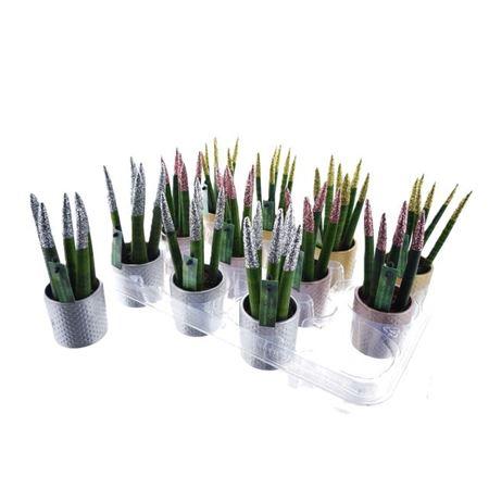 Горшечные цветы и растения оптом Sansevieria Velvet Glitter от 12шт (для телеги) из Голландии с доставкой по России