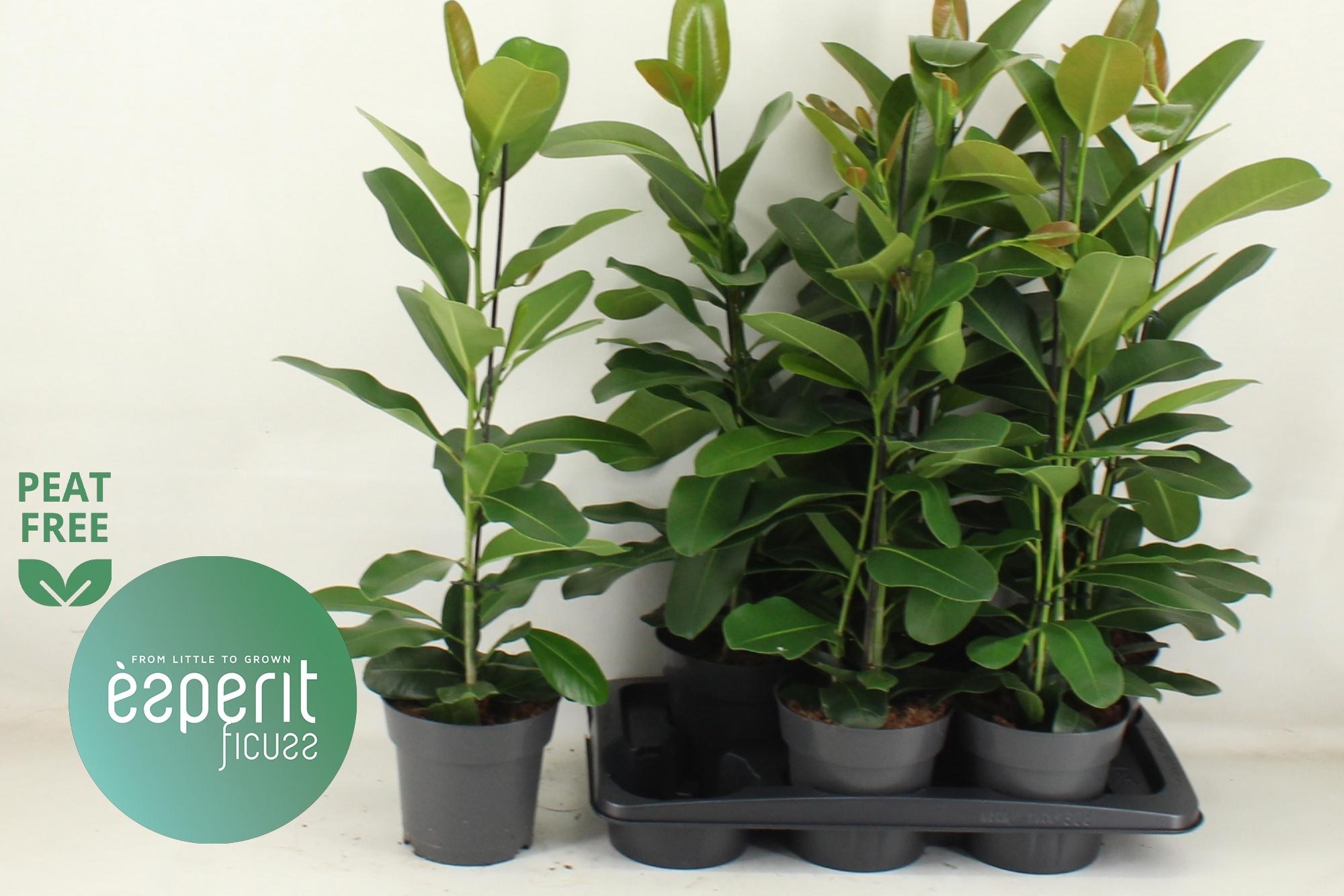 Горшечные цветы и растения оптом Fic Mi Smile от 6шт из Голландии с доставкой по России