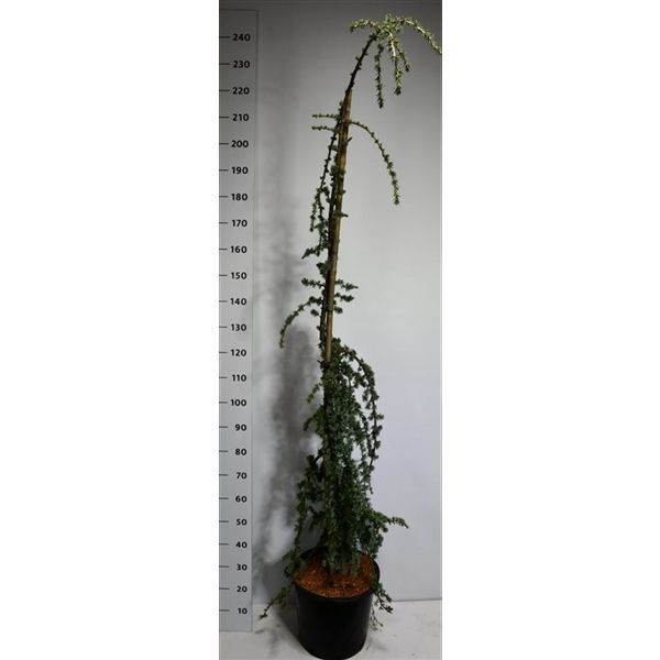 Горшечные цветы и растения оптом Cedrus Atl Glauca Pendula от 1шт из Голландии с доставкой по России