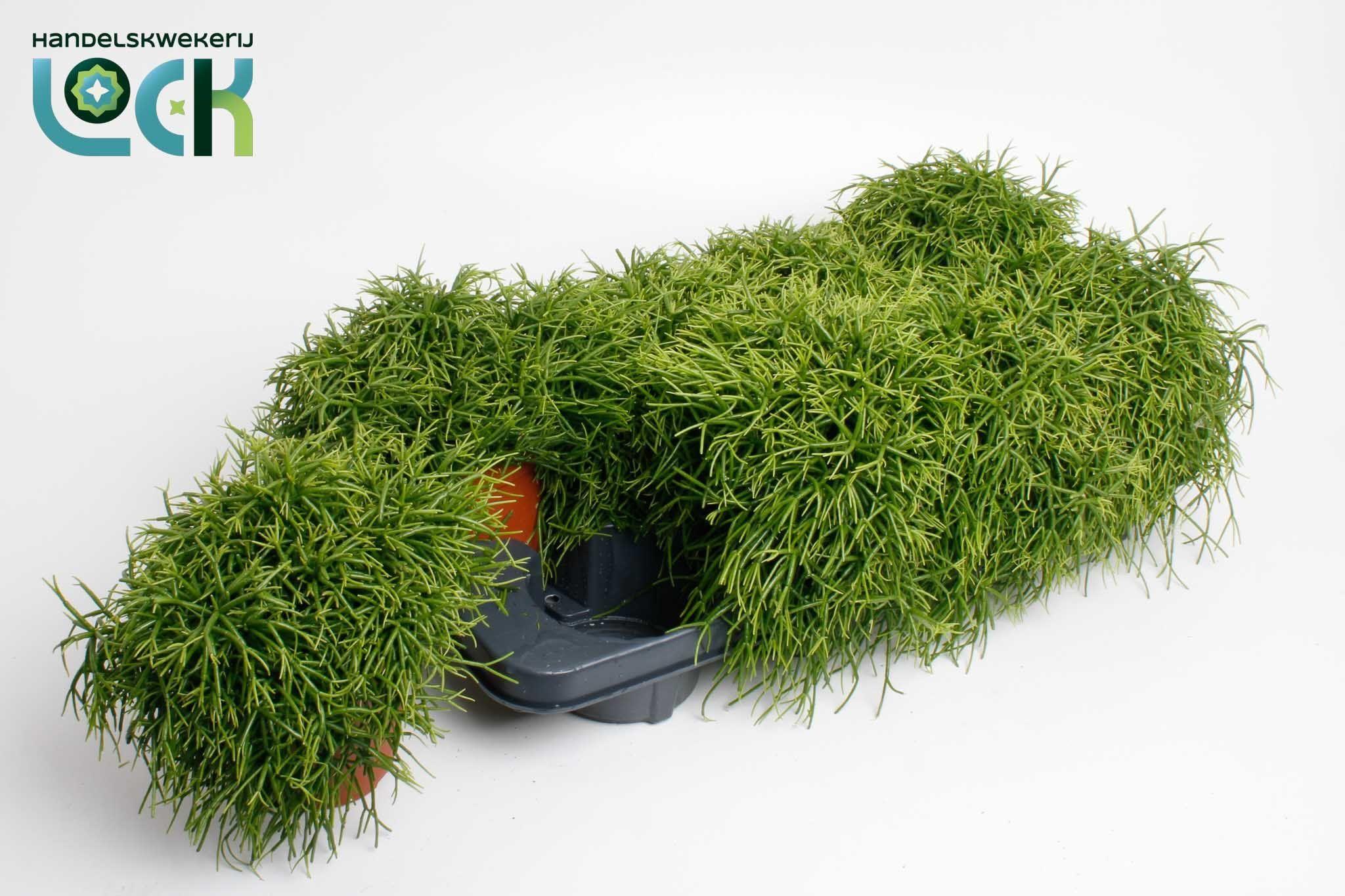 Горшечные цветы и растения оптом Rhipsalis Ov от 6шт из Голландии с доставкой по России