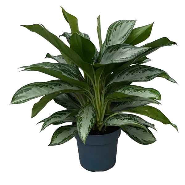 Горшечные цветы и растения оптом Aglaonema Silver Bay 3pp от 1шт из Голландии с доставкой по России