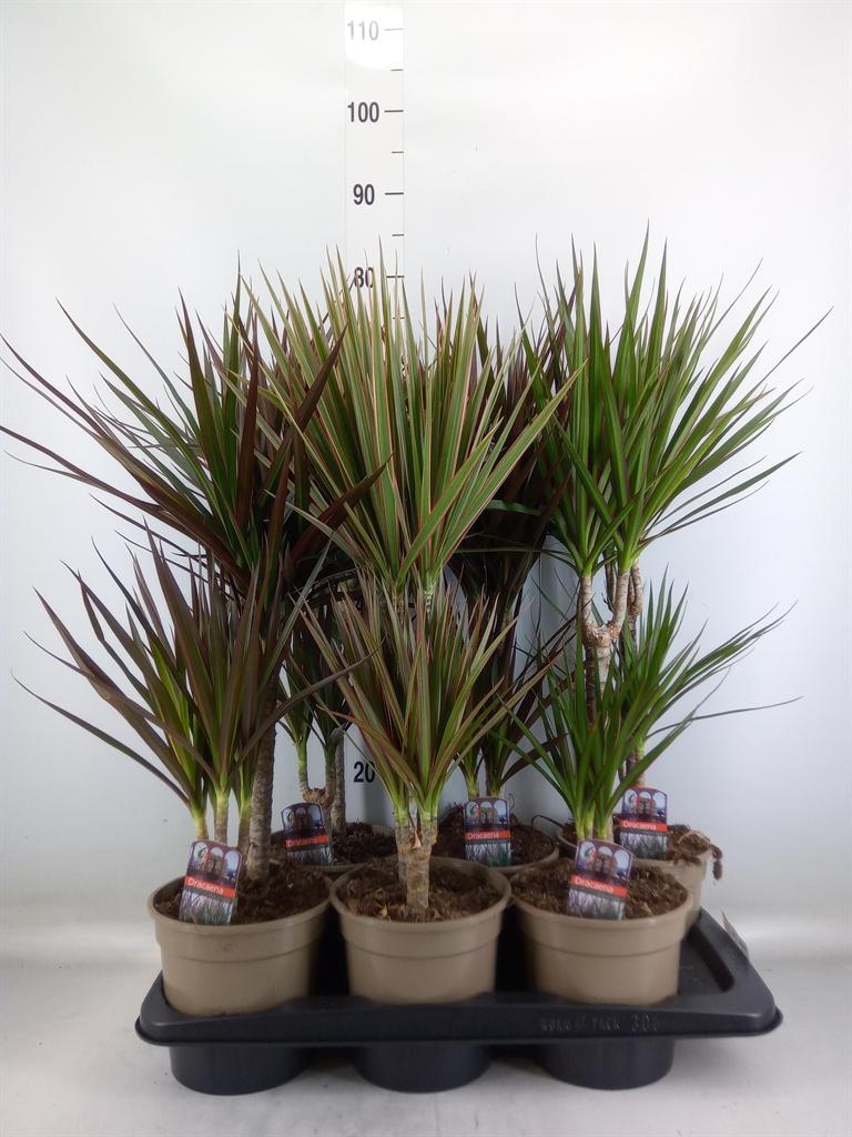 Горшечные цветы и растения оптом Drac Marginata 30-10 Mix от 6шт из Голландии с доставкой по России