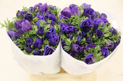 Срезанные цветы оптом Anemone mistral plus blue от 100шт из Голландии с доставкой по России