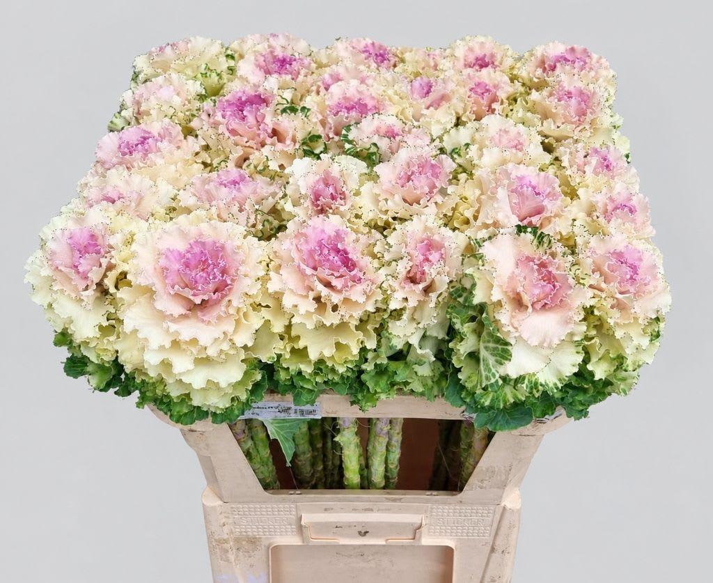 Срезанные цветы оптом Brassica crane ruffle bicolour от 30шт из Голландии с доставкой по России