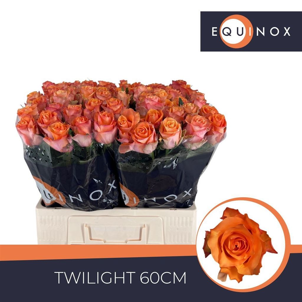 Срезанные цветы оптом Rosa large twilight от 80шт. из Голландии с доставкой по России