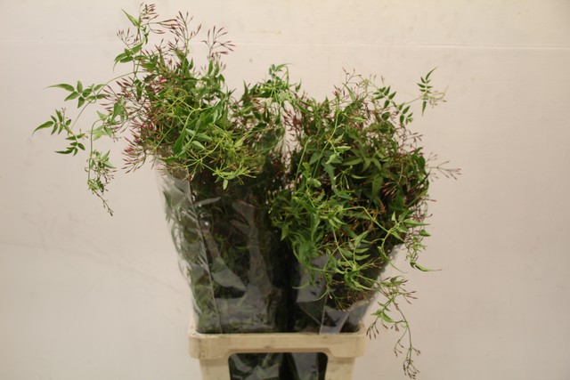 Срезанные цветы оптом Jasmine ranken от 10шт из Голландии с доставкой по России