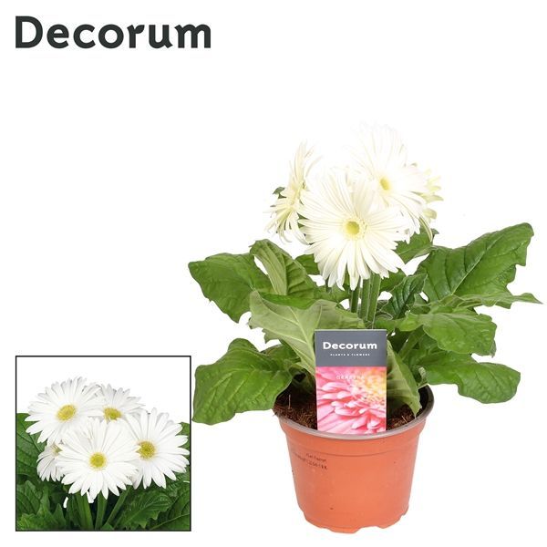 Горшечные цветы и растения оптом Gerbera White 2+ (decorum) от 10шт из Голландии с доставкой по России