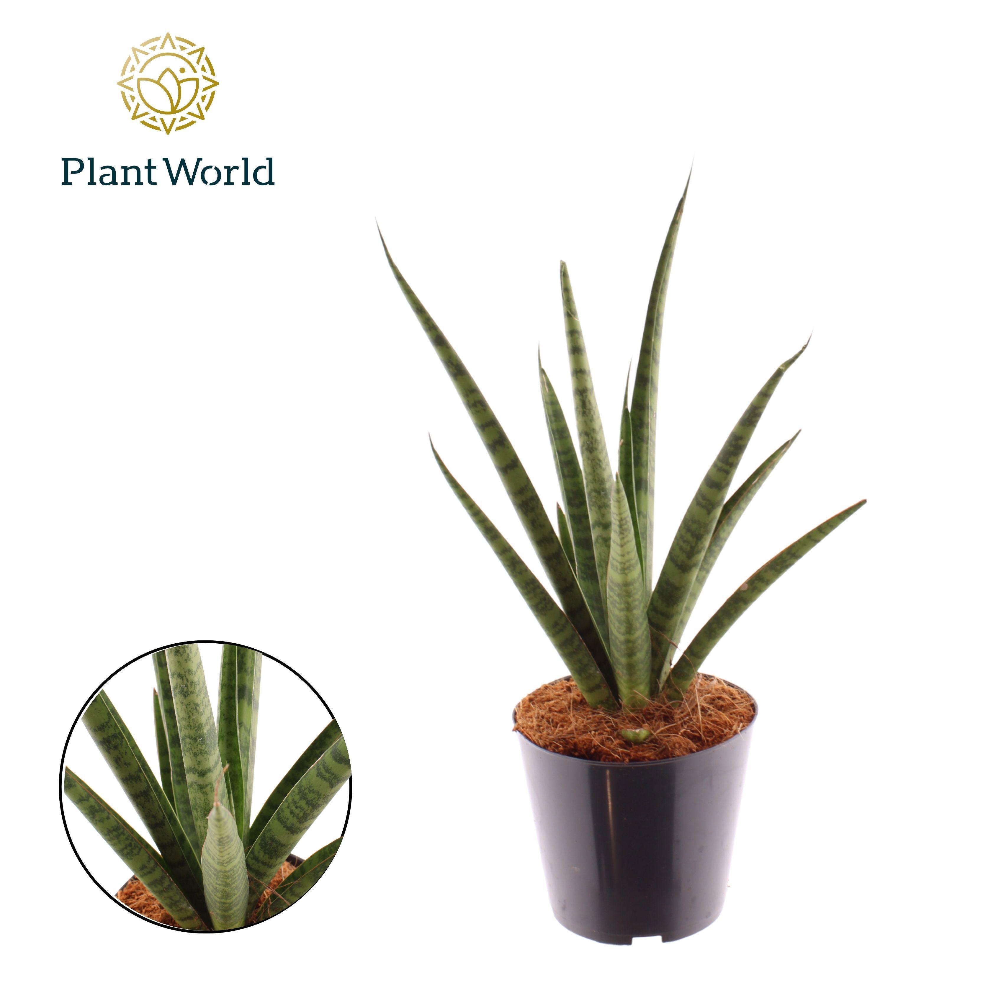 Горшечные цветы и растения оптом Sansevieria Dancing Queen от 7шт из Голландии с доставкой по России