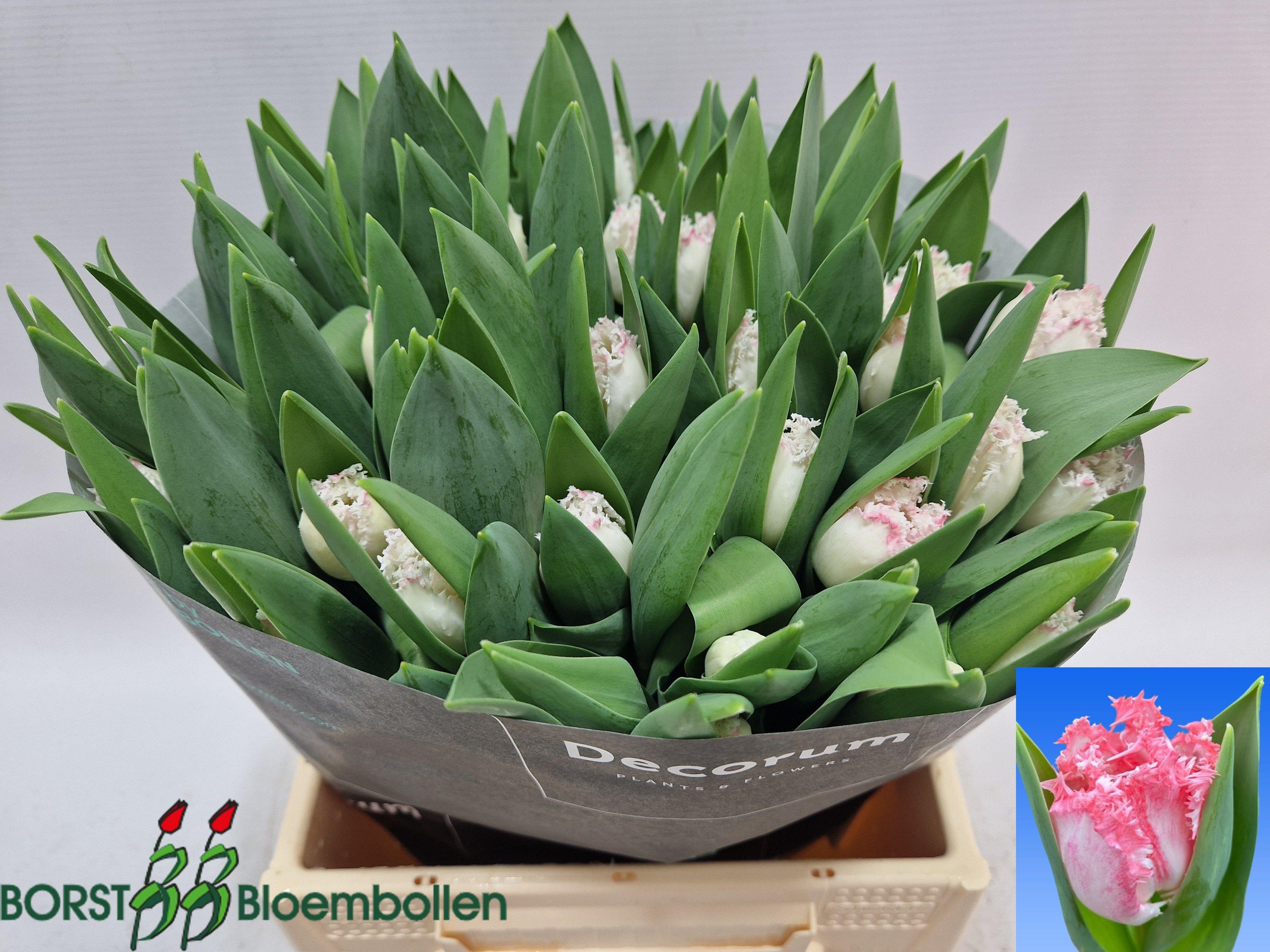 Срезанные цветы оптом Tulipa fr neglige от 50шт из Голландии с доставкой по России