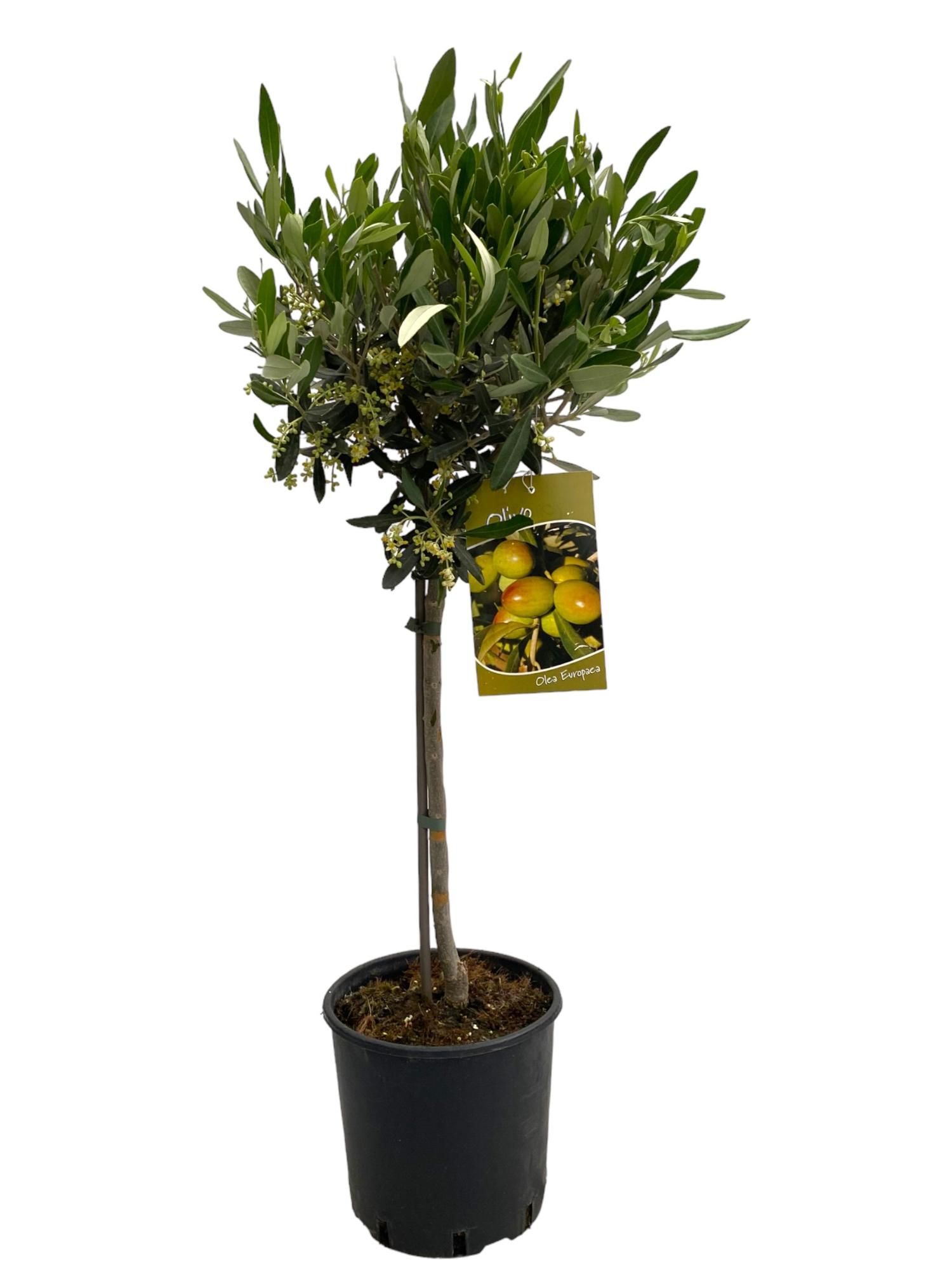 Горшечные цветы и растения оптом Olea Europaea On Stem от 1шт из Голландии с доставкой по России