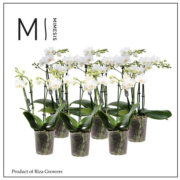 Горшечные цветы и растения оптом Phal 4st Multi White 35+ (orchid Growers) от 10шт из Голландии с доставкой по России