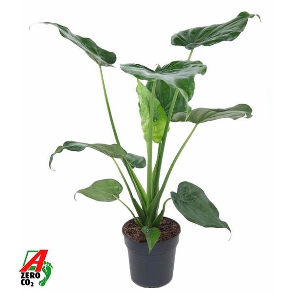 Горшечные цветы и растения оптом Alocasia Cucullata (no Gap) от 1шт (для телеги) из Голландии с доставкой по России