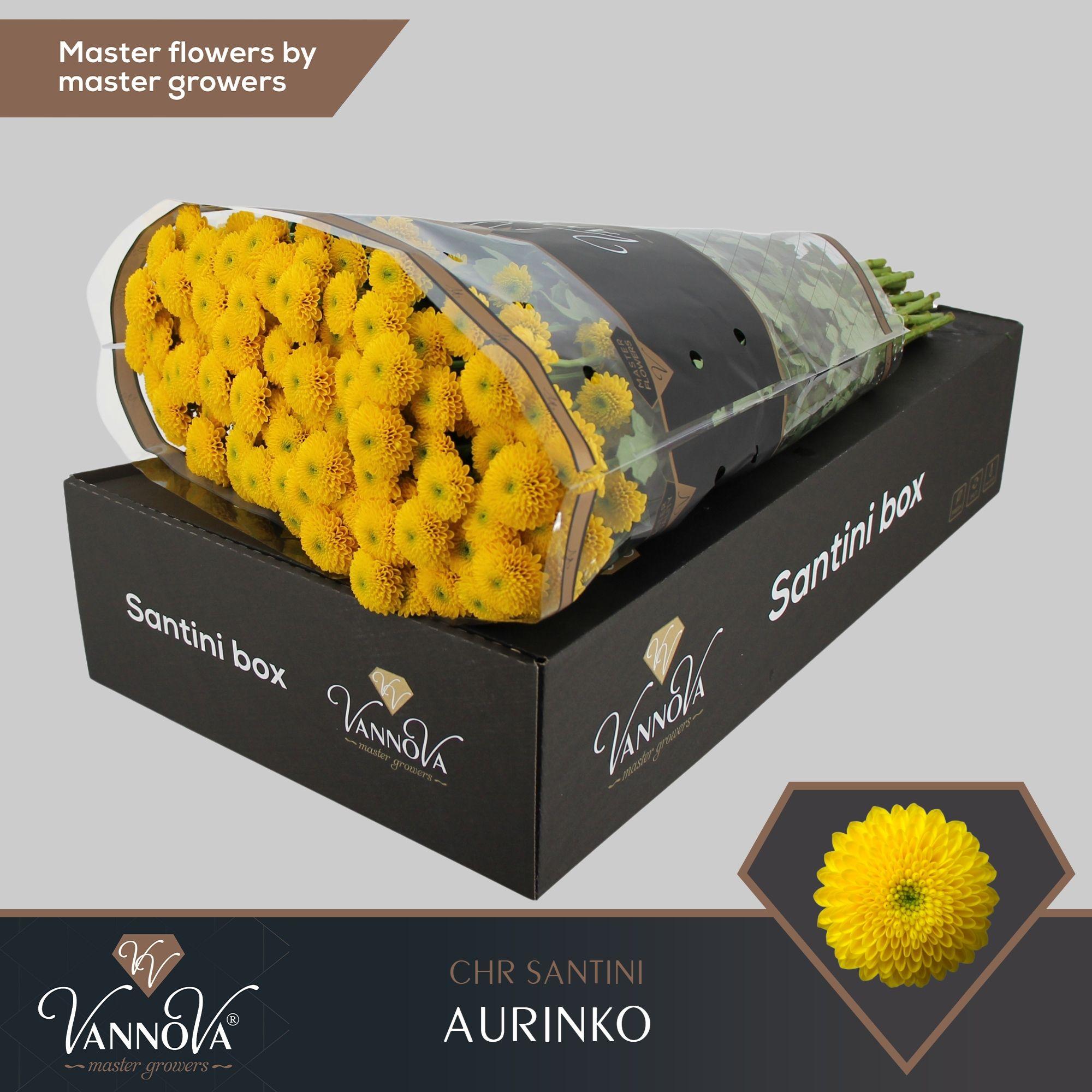 Срезанные цветы оптом Chrys sa aurinko от 25шт из Голландии с доставкой по России