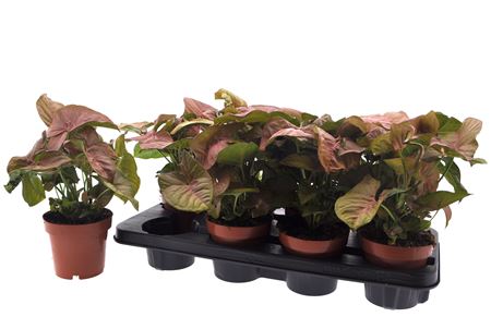 Горшечные цветы и растения оптом Syng Podophyllum от 8шт из Голландии с доставкой по России