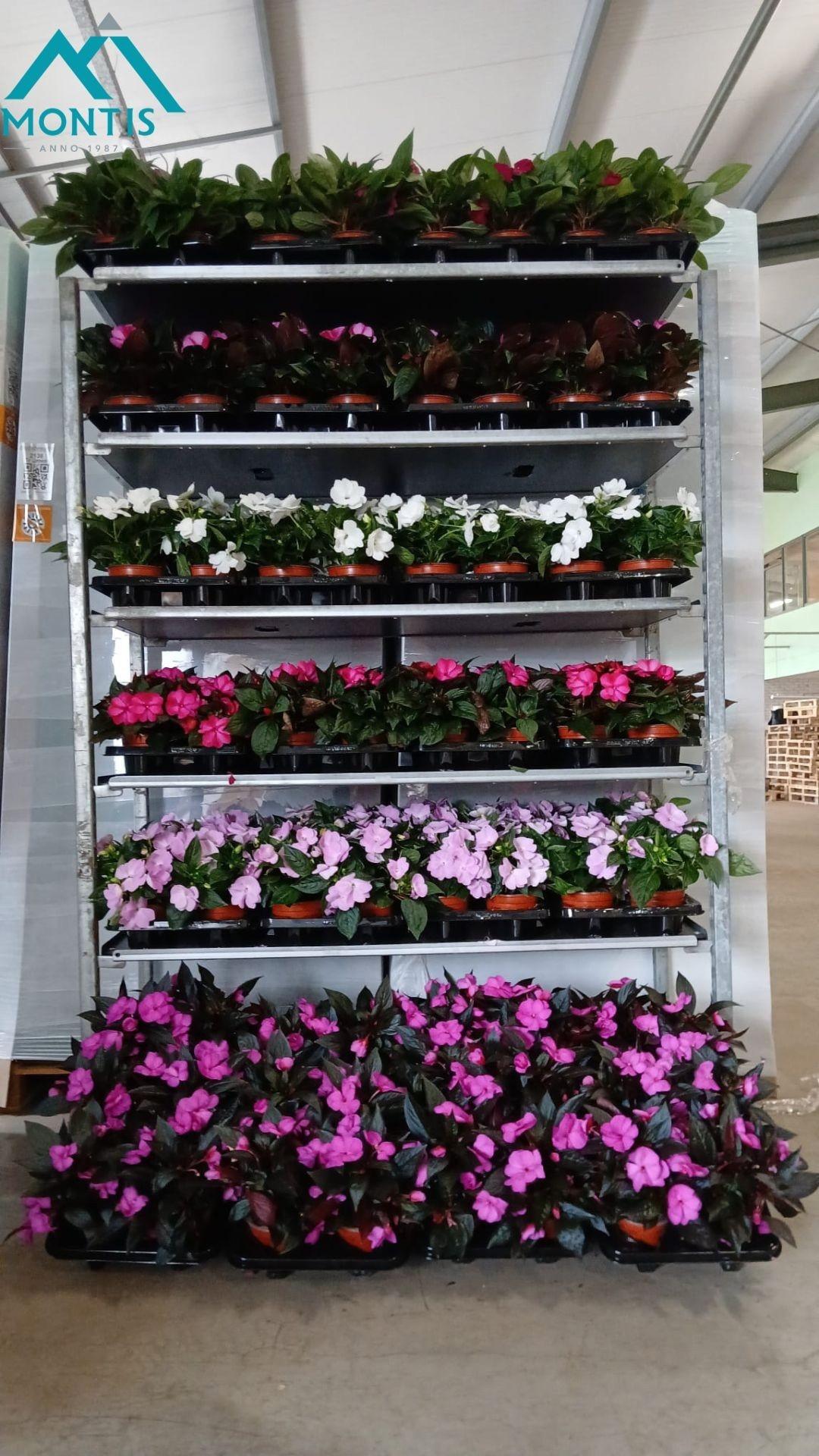 Горшечные цветы и растения оптом Impat Mixk от 6шт из Голландии с доставкой по России