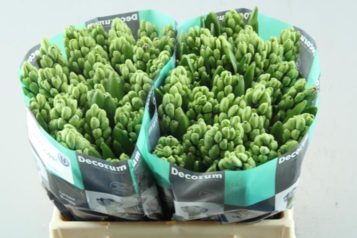 Срезанные цветы оптом Hyacinthus dark ocean от 50шт из Голландии с доставкой по России