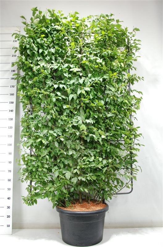 Горшечные цветы и растения оптом Carpinus Betulus Screen от 1шт из Голландии с доставкой по России