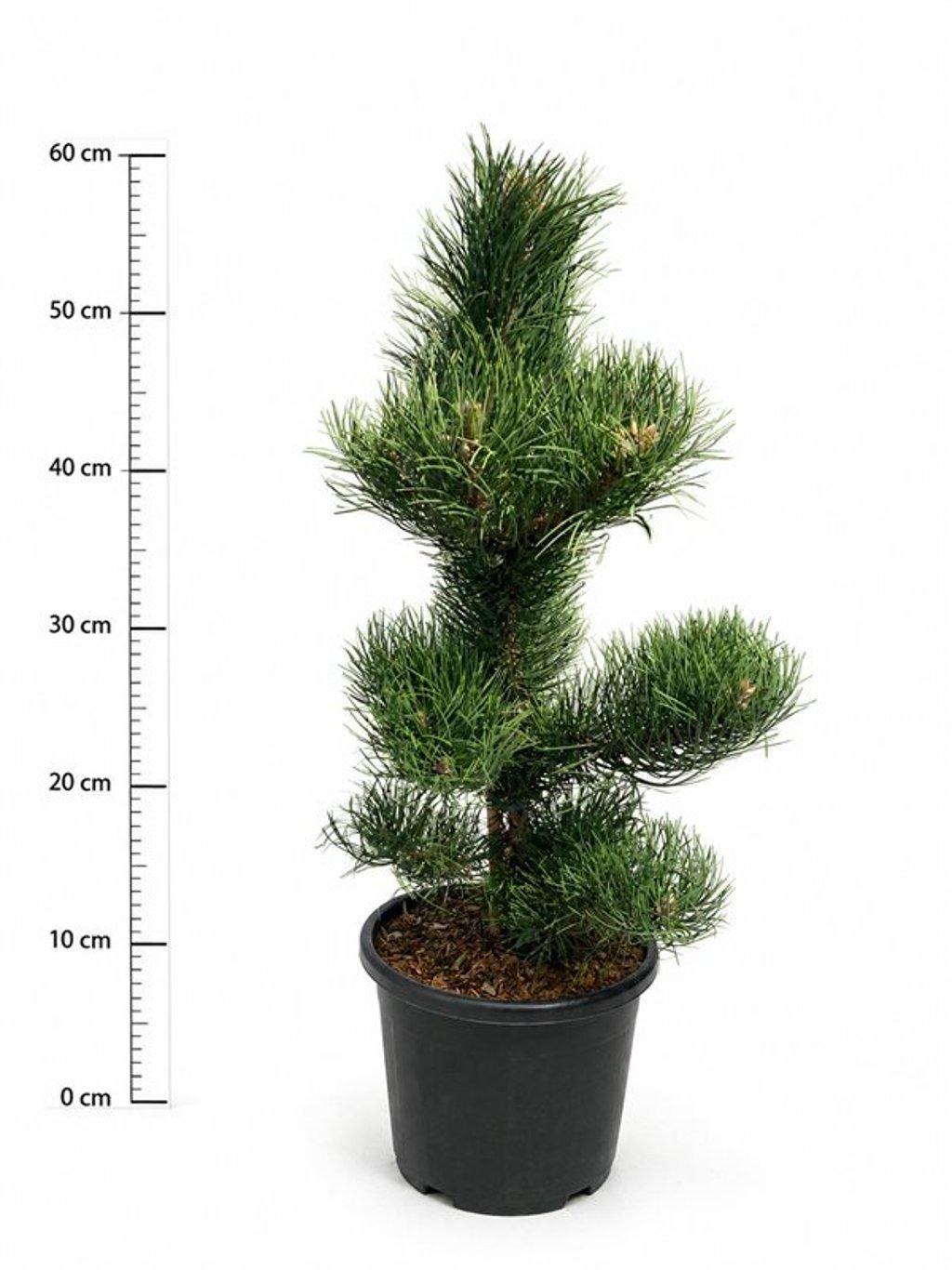 Горшечные цветы и растения оптом Pinus Nigra Oregon Green от 1шт из Голландии с доставкой по России