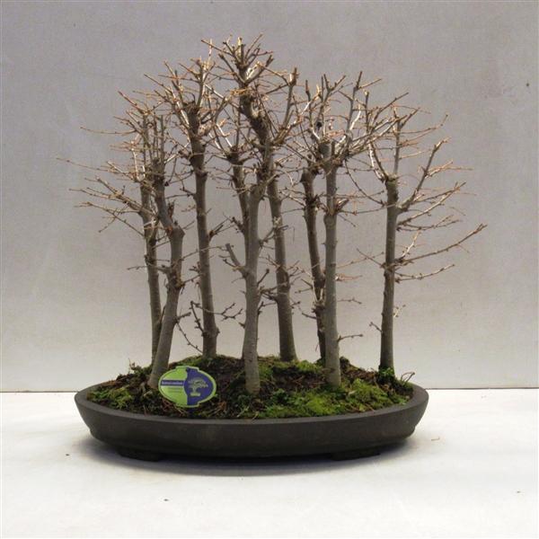Горшечные цветы и растения оптом Bonsai Pseudolarix Amabillis, Forest от 1шт из Голландии с доставкой по России