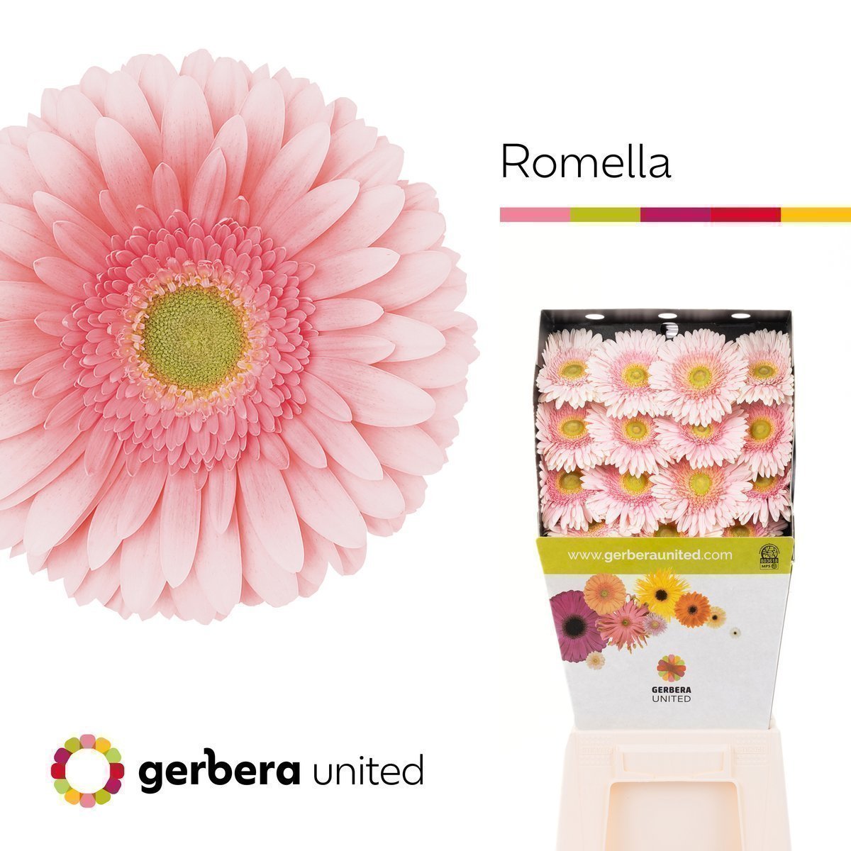 Срезанные цветы оптом Gerbera diamond romella от 30шт из Голландии с доставкой по России