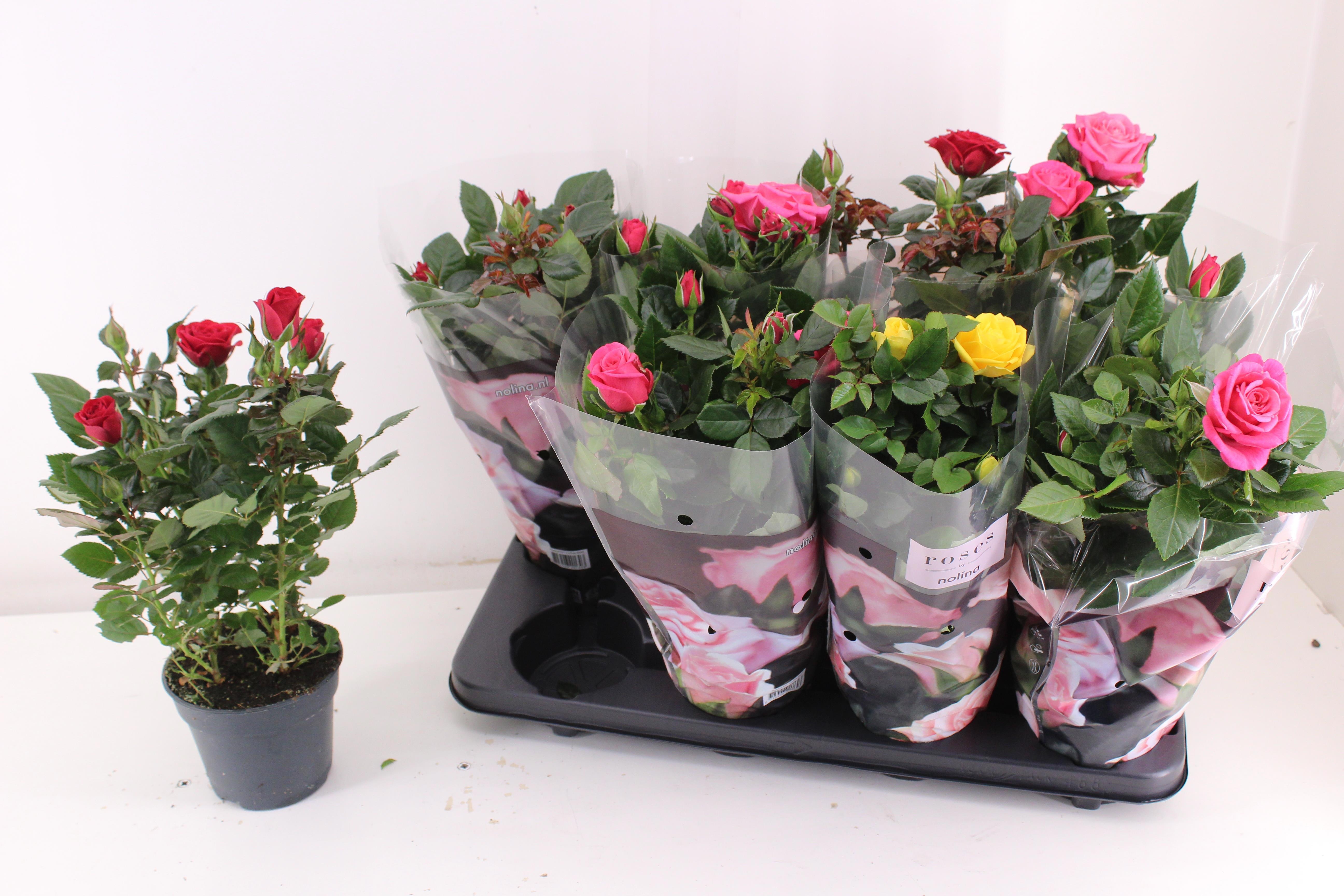 Горшечные цветы и растения оптом Ro Pathit Gem 3 Srt от 8шт из Голландии с доставкой по России