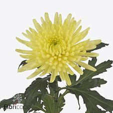 Срезанные цветы оптом Chrys bl topspin yellow от 60шт из Голландии с доставкой по России