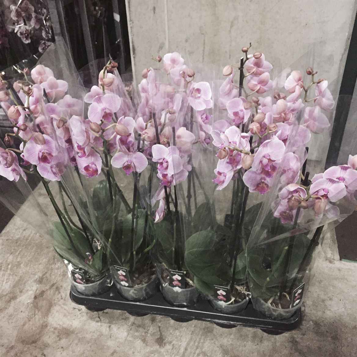 Горшечные цветы и растения оптом Phal 2st Light Pink  16+ (orhid Growers) от 10шт из Голландии с доставкой по России