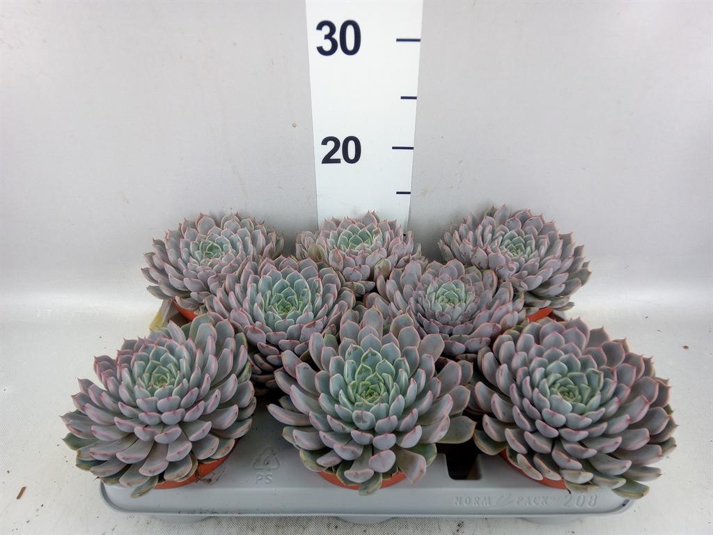 Горшечные цветы и растения оптом Echeveria Cuspidata от 8шт из Голландии с доставкой по России