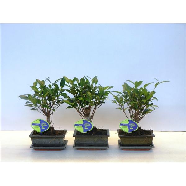 Горшечные цветы и растения оптом Bonsai Ficus Retusa Broom With Drip Tray от 10шт из Голландии с доставкой по России